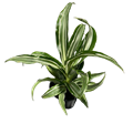 Warneckii Mini